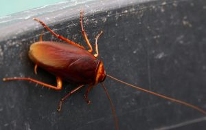 Cockroach on concrete